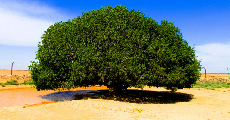 ঐতিহাসিক সাহাবী গাছ ১৫০০ বছর ধরে মরুভূমির বুকে ঠাঁয় দাঁড়িয়ে - Bangla24.Top