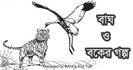 বাঘ ও বকের গল্প - Bangla24.Top