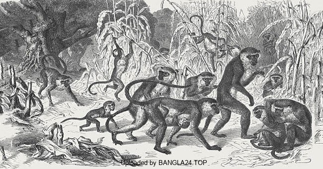 বানর আর কৃষকের শিক্ষনীয় গল্প - Bangla24.Top