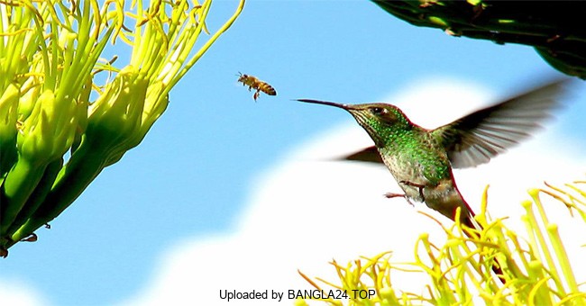 মৌমাছি আর পাখির একটি শিক্ষনীয় গল্প - Bangla24.Top