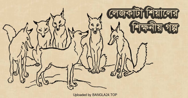 লেজকাটা শিয়ালের শিক্ষনীয় গল্প - Bangla24.Top