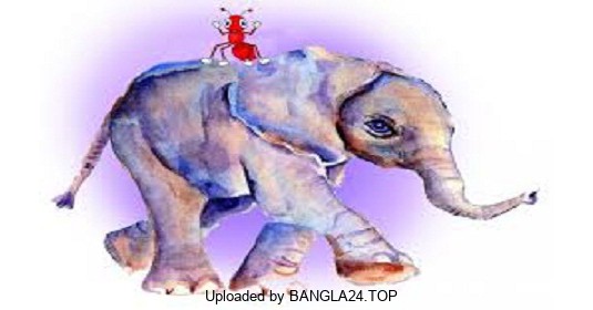 হাতির পিঠে পিঁপড়া - Bangla24.Top