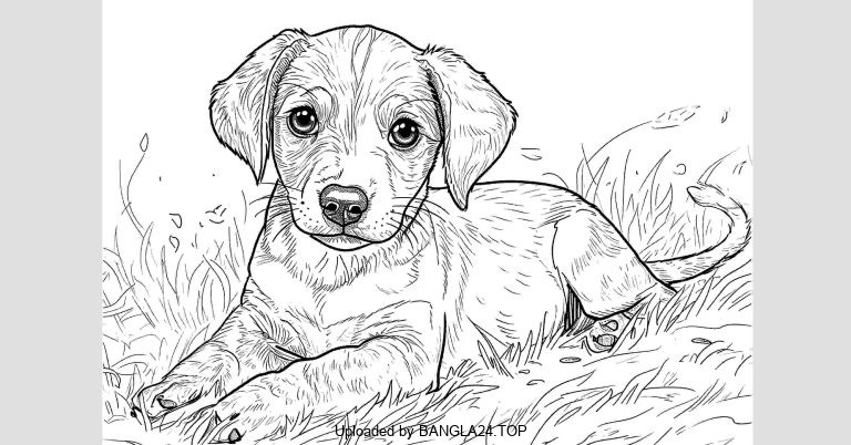 নিমন্ত্রণ পাওয়া কুকুরের মজার গল্প - Bangla24.Top