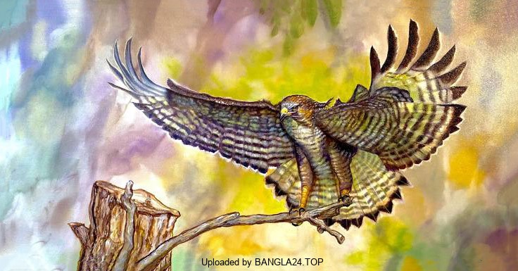 বাজ পাখি ও তার বন্ধুরা (নীতিমূলক গল্প) - Bangla24.Top